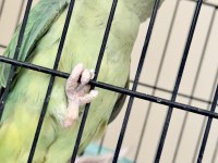 Full Evcil Alexander 6 Aylık