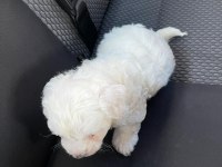 Maltese 2 Aylık Yavru