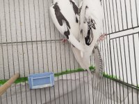 Kaliteli Sultan Papağanı Beşiktaşlılar Sever