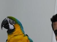 Macaw Papağanım Paşamı Sahiplendiriyorum