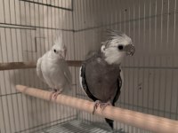 Tecrübeli çift sultan papağanı