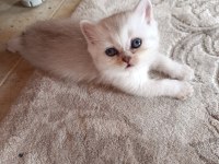 Safkan Yavru Kedilerimiz