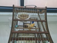 El Yapımı Ahşap Kafes + Çift Kanarya