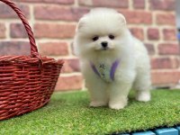 Safkan Pomeranian Boo Köpeklerimiz