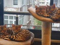 Safkan Wcf Şecereli Gold-Brown Bengal Henüz İki Aylik