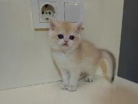 Şecereli anne ve babadan british shorthair yavrular