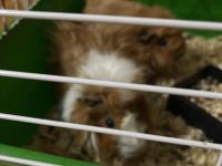 Ginepiglerimi Sahiplendiriyorum Büyükçekmece