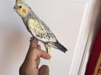 Sultan Papağanlar Sahiplendirilecekler