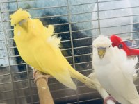 Hagen Vision Ve Çift Japones Muhabbet Kuşlar