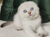 Minnoşum Silver Scottish Fold Shorthair Yavrumuz