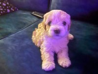 Çok Tatlı Yavru Köpeğimiz