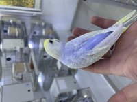 30 günlük rainbow muhabbet kuşu bebek yavru