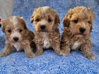 Maltipoo Ekstra Mini Yavrular