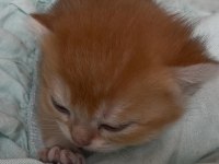 %100 Safkan Ny12 British Shorthair Bebeklerimiz