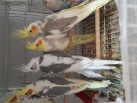 Ev Beslemesi Sultan Papağanları