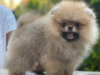 Pomeranian boo köpekleri