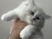 1.5 aylık mavi gözlü british longhair yavru