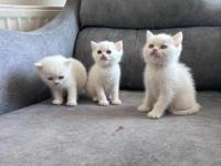 Pofuduk British Yavrular