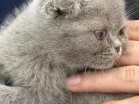 Yavru Dişi British Shorthair Kedimiz
