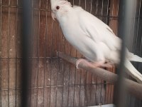 Sultan Papağanı Ev Üretimi