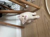 Golden British Shorthair Yavrular