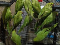 Pakistan Papağanları Kapalı Bileziktir