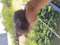 Cüce Ve Lop Tavşan