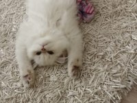 Güzel British Longhair Kızımıza Damat Arıyoruz