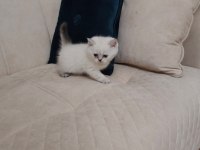 Maviş Kediler Yeni Yuvalarını Arıyor