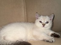 Beyaz İki Yavru Kedimiz Sahiplendirilecektir
