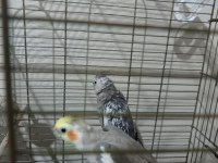 Ucuz sultan çift sultan papağanı