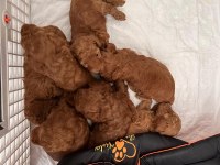 Dişi Ve Erkek Poodle Yavruları Yeni Yuvalarını Arıyor.