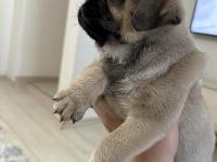 50 Günlük Sağlıklı Dişi Pug