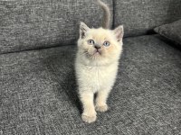 Show Kalite British Shorthair Yavrular