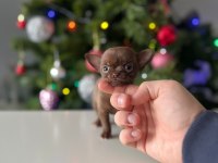 Mini Xs Elma Kafa Dişi Erkek Chihuahua Bebeklerimiz