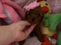 Teacup Ve Toy Poodle 1.5 Aylık Irk Garantili