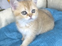 British Shorthair Yavrumuza Yuva Arıyoruz