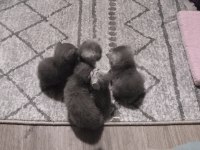 Haziran teslim yavru kediler