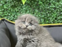 A Kalite Scottish Fold Ayı Surat Yavrumuz