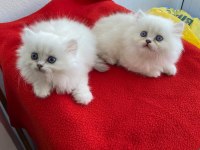 British Ve Scottish Kediler