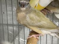 Goldian Finch Yavrular