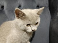 Oyuncu british shorthair ponçikler