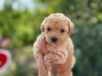 Safkan Poodle Yavruları