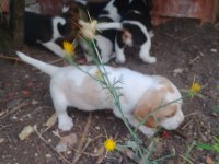 Şampiyon Soyundan Beagle Yavrular