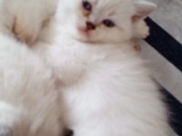 Safkan british shorthair anne ve babadan olma minik yürekler