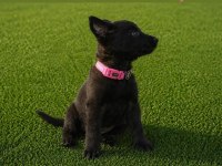 Şampiyon Malinois Yavruları Sağlık Ve Irk Garantili