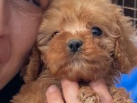 Bursa'nın en sevimli maltipoo yavruları doğdu