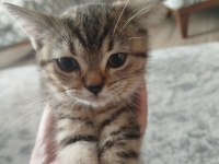 British shorthair fıstık yeni yuvasını arıyor