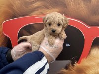 Babyface Maltipoo Yavrularımız