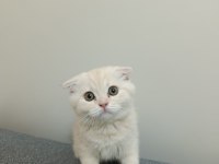 2 aylık özel cream renk scottish fold